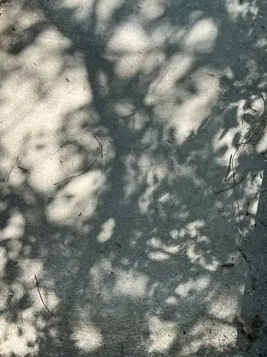 Dappled light paints nature's shadows.